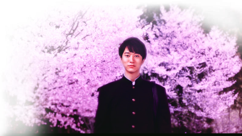 Cherry Blossom Memories Image